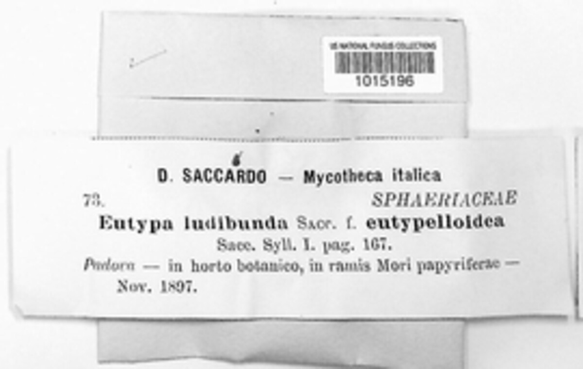 Eutypa ludibunda image